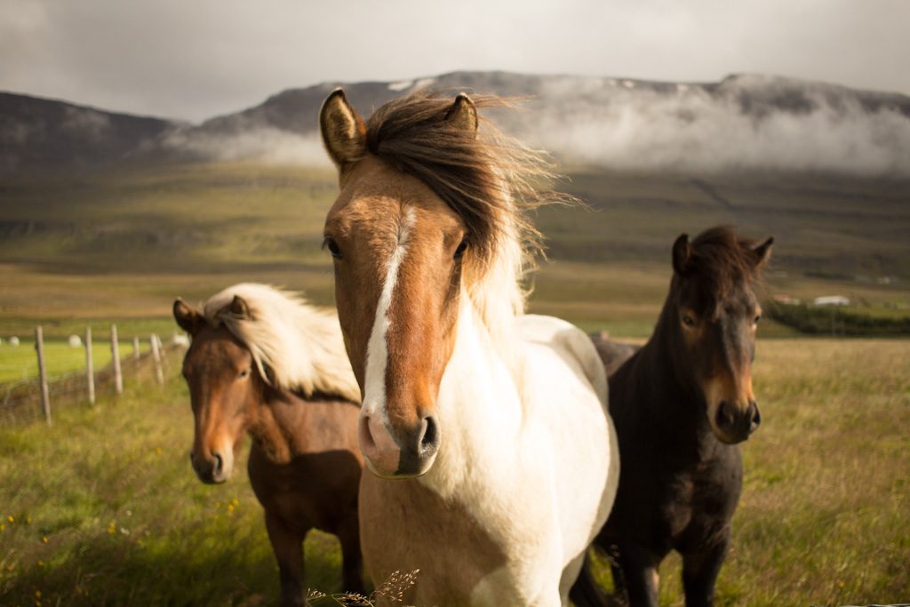 icelandic horse 