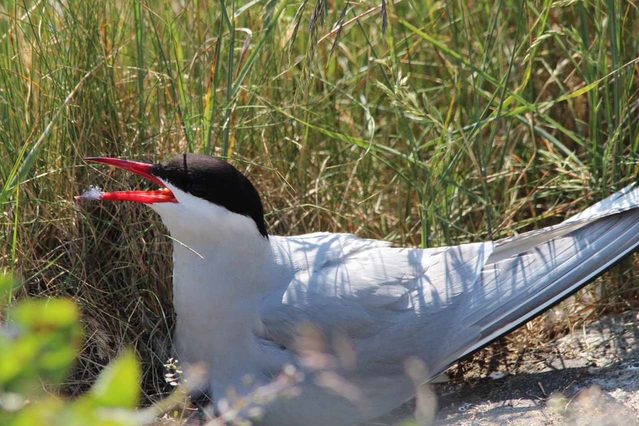 arctic tern 